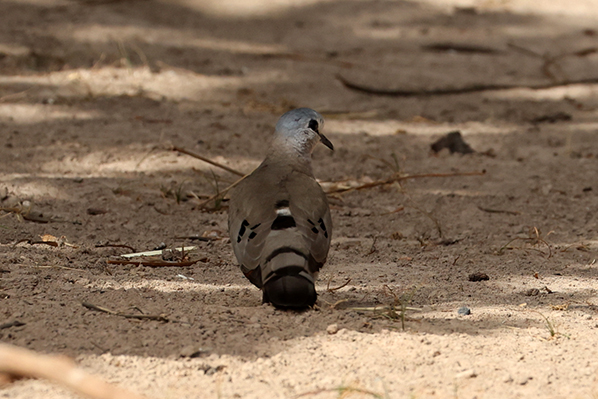Black-billed Wood Dove,